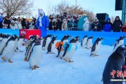 黑龙江哈尔滨：百只企鹅冰雪巡游迎新年