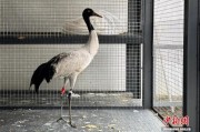 两只国家一级保护动物黑颈鹤、黑鹳放归迪庆纳帕海