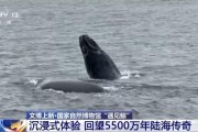 在国家自然博物馆“遇见鲸” 回望5500万年陆海传奇