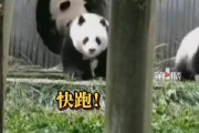 快跑！地震瞬间熊猫妈妈携幼崽室外避险