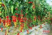 黑龙江延寿：金红小番茄酿就村民甜蜜“柿”业