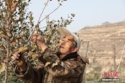 （走进中国乡村）黄土高原苹果“闯世界”