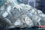 青海都兰产“沙漠蟹”远销沪苏粤