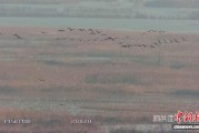 洪泽湖湿地现近万只野生鸬鹚 生态修复显成效