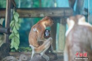 广州长隆野生动物世界长鼻猴幼崽“德桦”满百日
